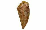 Serrated, Raptor Tooth - Real Dinosaur Tooth #259176-1